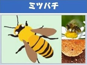 ミツバチ及び巣の画像