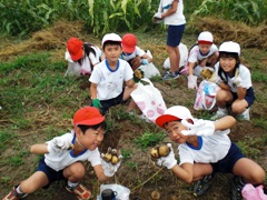 小学校のじゃがいも収穫風景の画像1