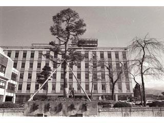 本庁舎前の松の木の写真