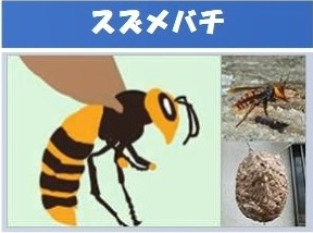 スズメバチ及び巣の画像