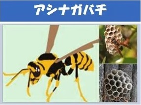 アシナガバチ及び巣の画像