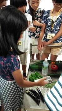 野菜の温度測定をしている写真2