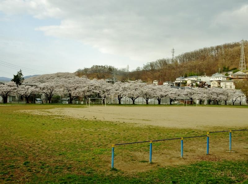 桜並木の画像