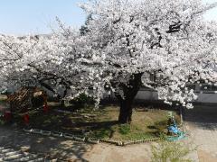 学校の桜が満開ですの画像1