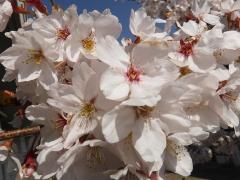 学校の桜が満開ですの画像2