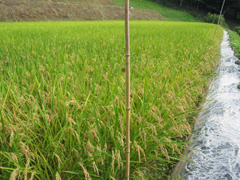有機米の収穫の画像1