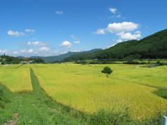 有機米の収穫の画像2