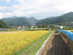 有機米の収穫の画像3