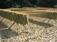有機米の収穫の画像4