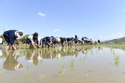 農業体験　田植えの画像