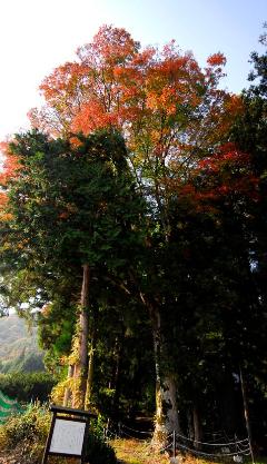 八幡宮鞠子社のメグスリノキの画像