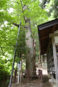 大野田のフジキ画像