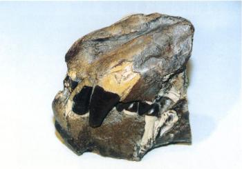 シナノトド化石の画像1