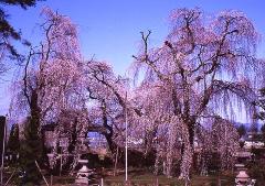 安養寺のシダレザクラの画像