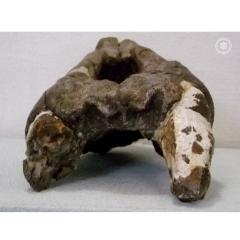 アロデスムス頭骨の化石の画像