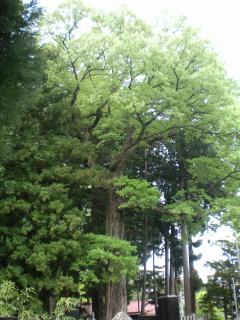 波多神社のコナラの画像