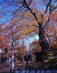 伊和神社のケヤキ群の画像