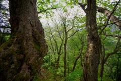 入山のトチの群生の画像