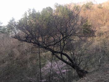 入山の御殿桜の画像1
