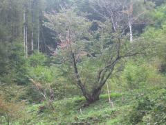 入山の御殿桜の画像2