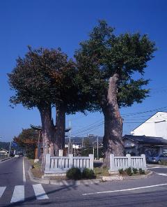 岡田神社旧参道のケヤキの画像