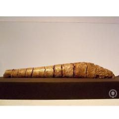 大型鰭脚類の陰茎骨化石の画像