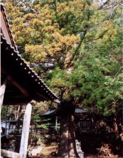 殿野入春日社のスギの画像