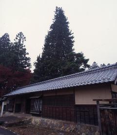 和田萩原家のコウヤマキの画像