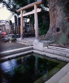 槻井泉神社の湧泉とケヤキの画像