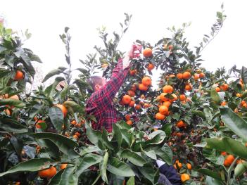 ミカン狩りは柑橘類の栽培が盛んな町ならではの画像