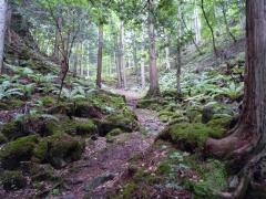 こけむした登山道（扉温泉）