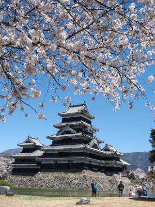 平成29年（2017）4月28日　桜花爛漫の写真