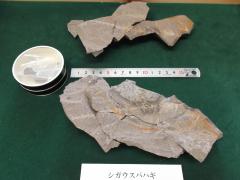 シガウスバハギの化石の画像