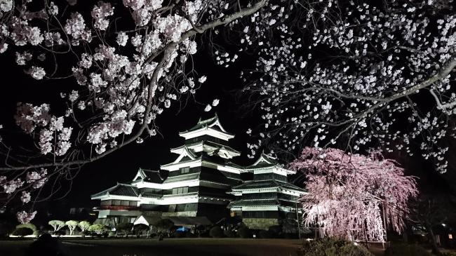 夜桜会の写真