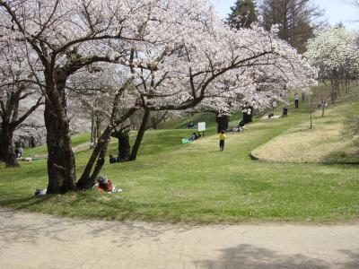 アルプス公園の桜の写真