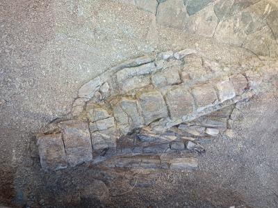 穴沢のクジラ化石