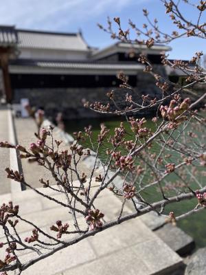 R4月4日.1_松本城の桜