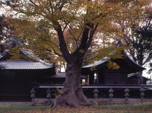 岡宮神社本殿