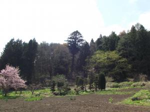 長命寺跡のモミ