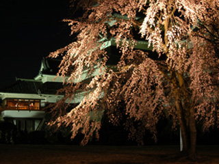 松本城夜桜会の写真