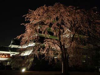夜桜会の写真