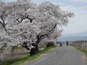満開の桜の下のウォーキング