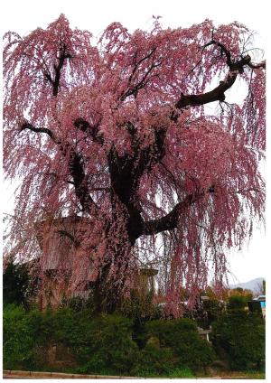 墓守のしだれ桜2