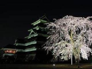 平成20年（2008）4月　国宝松本城「夜桜会」の写真