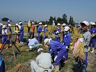 平成20年（2008）10月　小学生が稲刈り体験の写真