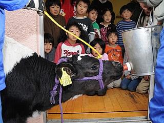平成20年（2008）12月　牛さんがやってきた!!の写真