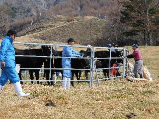 平成21年（2009）11月　三城牧場の牛 放牧納めの写真
