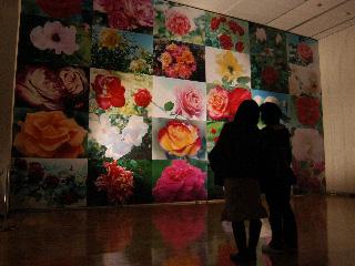 バラの香りが広がる展覧会「薔薇空間」の写真