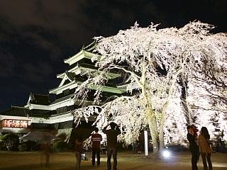 第11回　国宝松本城「夜桜会」の写真