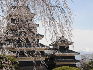 国宝松本城と満開の桜の写真